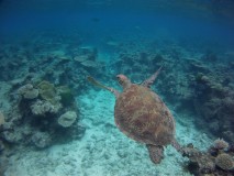 Snorkeling dans la grande barrière de corail