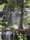 Tasmanie - Mount Field National Park